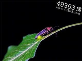 超自然现象 神秘现象171 / 作者:UFO爱好者 / 帖子ID:87968