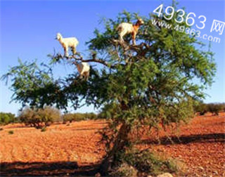 超自然现象 神秘现象773 / 作者:UFO爱好者 / 帖子ID:87968