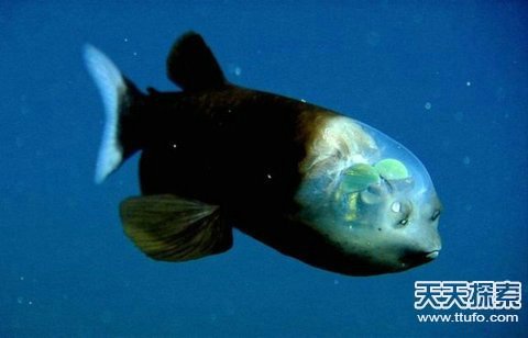 揭秘自然界中美丽神奇的透明生物336 / 作者:UFO爱好者 / 帖子ID:87462