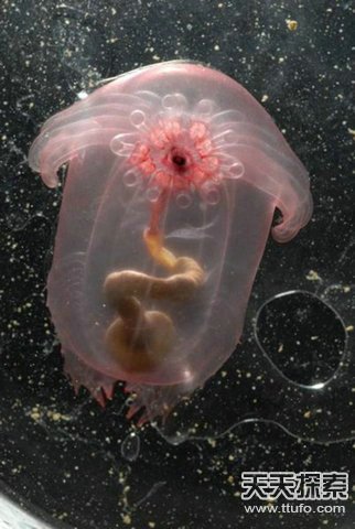揭秘自然界中美丽神奇的透明生物736 / 作者:UFO爱好者 / 帖子ID:87462