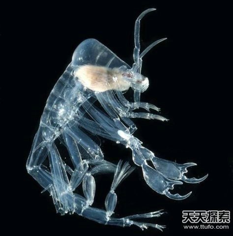揭秘自然界中美丽神奇的透明生物337 / 作者:UFO爱好者 / 帖子ID:87462