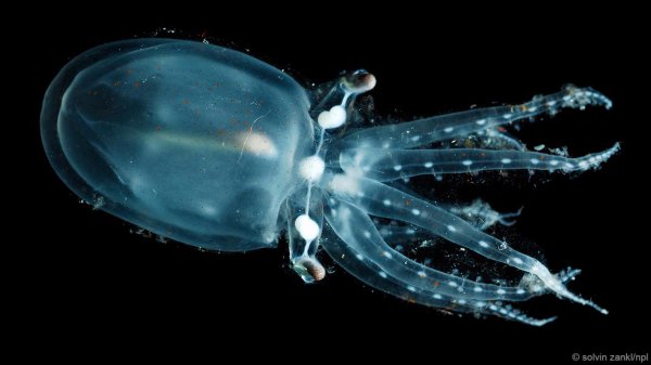 揭秘自然界中美丽神奇的透明生物865 / 作者:UFO爱好者 / 帖子ID:87462