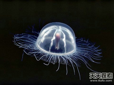 揭秘自然界中美丽神奇的透明生物725 / 作者:UFO爱好者 / 帖子ID:87462