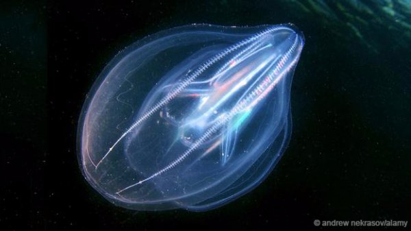 揭秘自然界中美丽神奇的透明生物892 / 作者:UFO爱好者 / 帖子ID:87462
