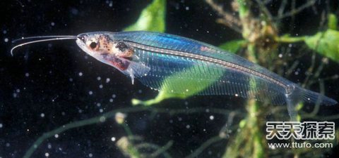 揭秘自然界中美丽神奇的透明生物921 / 作者:UFO爱好者 / 帖子ID:87462
