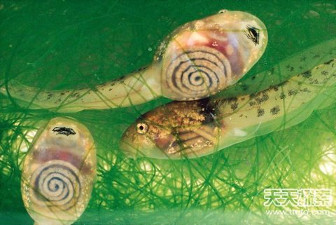 揭秘自然界中美丽神奇的透明生物307 / 作者:UFO爱好者 / 帖子ID:87462