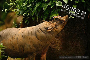 猪界奇葩鹿豚:鹿豚怪异獠牙 用它们吊挂在树上421 / 作者:UFO爱好者 / 帖子ID:88145