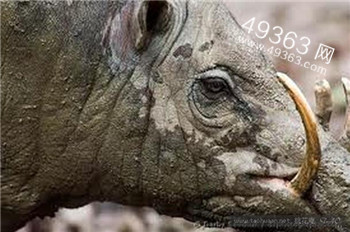 猪界奇葩鹿豚:鹿豚怪异獠牙 用它们吊挂在树上80 / 作者:UFO爱好者 / 帖子ID:88145
