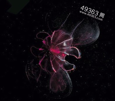北冰洋美人鱼照片曝光 揭秘那些来历不明的神秘生物33 / 作者:UFO爱好者 / 帖子ID:88215