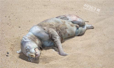 北冰洋美人鱼照片曝光 揭秘那些来历不明的神秘生物494 / 作者:UFO爱好者 / 帖子ID:88215