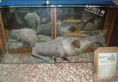 北冰洋美人鱼照片曝光 揭秘那些来历不明的神秘生物318 / 作者:UFO爱好者 / 帖子ID:88215
