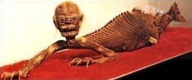 北冰洋美人鱼照片曝光 揭秘那些来历不明的神秘生物462 / 作者:UFO爱好者 / 帖子ID:88215