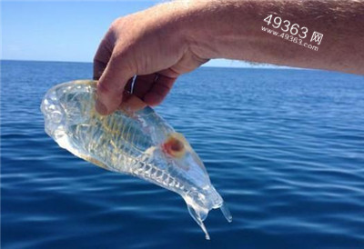 北冰洋美人鱼照片曝光 揭秘那些来历不明的神秘生物847 / 作者:UFO爱好者 / 帖子ID:88215