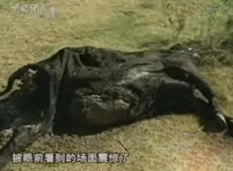 外星人造访过地球证据298 / 作者:UFO爱好者 / 帖子ID:77395