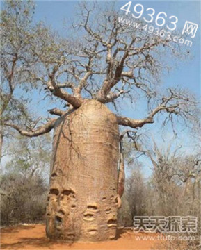 猴面包树：既可做酒吧又可做监牢138 / 作者:UFO爱好者 / 帖子ID:87687