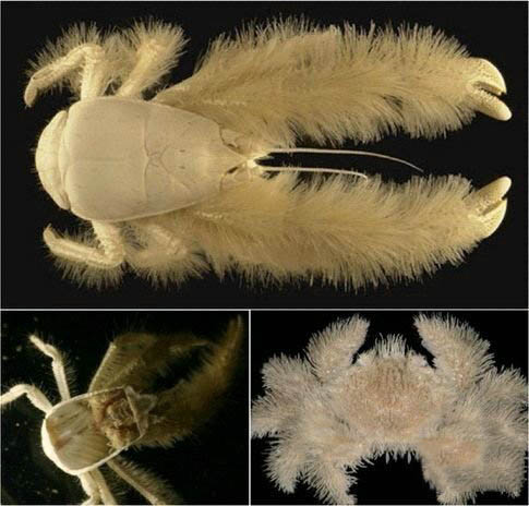 世间罕见生物曝光790 / 作者:UFO爱好者 / 帖子ID:86910