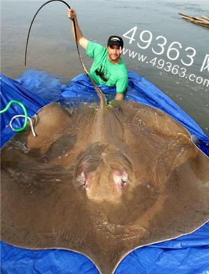 神秘恐怖鱼类盘点：坦克鸭嘴鱼以人类为食754 / 作者:UFO爱好者 / 帖子ID:88041