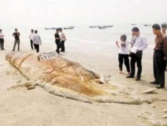 马来西亚蛇王捕到人头蛇身怪64 / 作者:UFO爱好者 / 帖子ID:86755