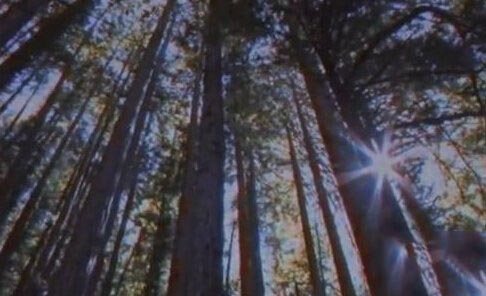 UFO真的存在吗？神秘恐怖UFO目击事件839 / 作者:UFO爱好者 / 帖子ID:78339
