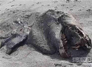 水怪长毛鱼之谜 揭秘传说中的14种海洋怪物659 / 作者:UFO爱好者 / 帖子ID:85927