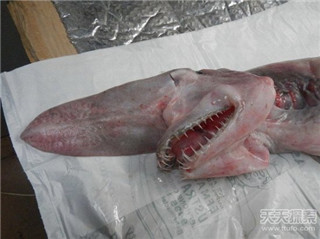 水怪长毛鱼之谜 揭秘传说中的14种海洋怪物808 / 作者:UFO爱好者 / 帖子ID:85927