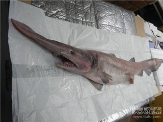 水怪长毛鱼之谜 揭秘传说中的14种海洋怪物464 / 作者:UFO爱好者 / 帖子ID:85927
