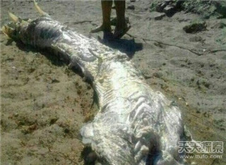 水怪长毛鱼之谜 揭秘传说中的14种海洋怪物85 / 作者:UFO爱好者 / 帖子ID:85927