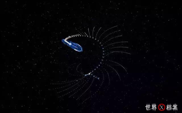 这些神奇的海洋生物 就像外星人一样刷新你的认知331 / 作者:UFO爱好者 / 帖子ID:68417
