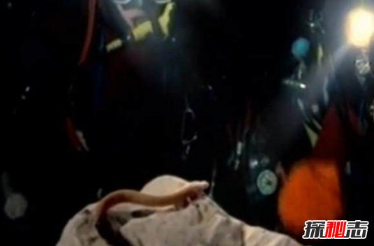四川发现一条幼龙，其实是国家二级保护动物洞螈（犹如真龙下凡）914 / 作者:UFO爱好者 / 帖子ID:105819