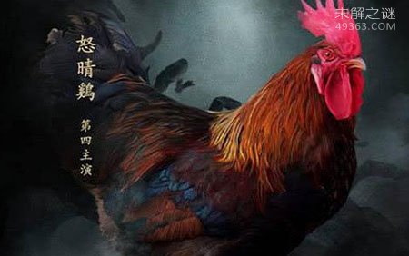 “怒晴鸡”为何是六翅蜈蚣的克星?有这个品种的鸡么！963 / 作者:UFO爱好者 / 帖子ID:81962