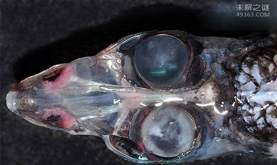 美国生生物学家首次在深海发现一种外形奇特鱼(幽灵鱼)180 / 作者:UFO爱好者 / 帖子ID:81862
