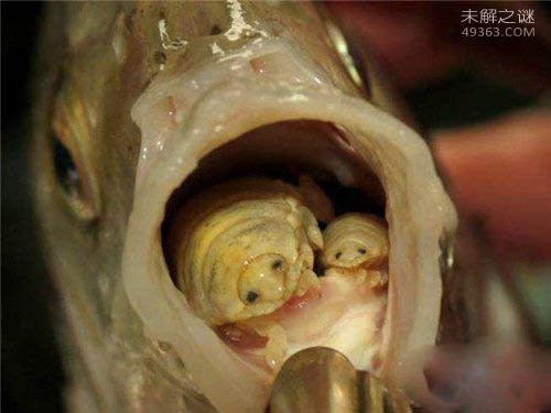 缩头鱼虱能食用?世界上最奇怪的动物345 / 作者:UFO爱好者 / 帖子ID:81663
