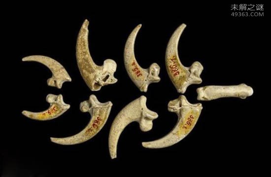 美国研究人员称:小兔子可能是“杀死”尼安德特人的真凶745 / 作者:UFO爱好者 / 帖子ID:75139