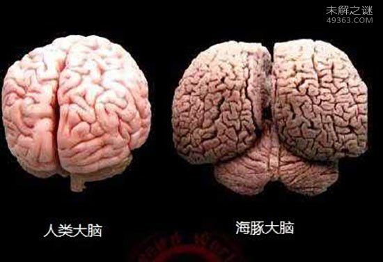 人类大脑之谜：人类成为地球霸主原因竟是大脑208 / 作者:UFO爱好者 / 帖子ID:66786