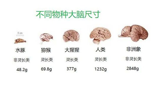 人类大脑之谜：人类成为地球霸主原因竟是大脑437 / 作者:UFO爱好者 / 帖子ID:66786