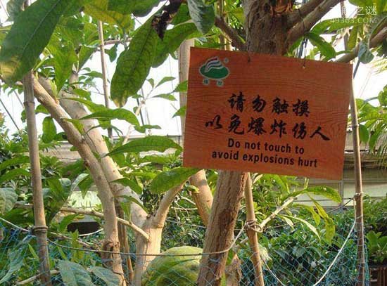 炸弹树果实可爆炸:汁液可以充当燃料649 / 作者:UFO爱好者 / 帖子ID:80771