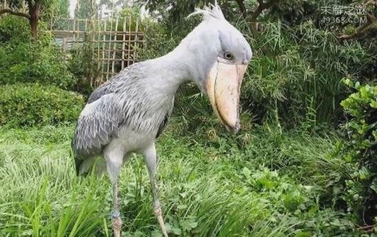 奇丑无比的鲸头鹳一张大嘴还能吃下鳄鱼(鳄鱼的天敌)582 / 作者:UFO爱好者 / 帖子ID:74652