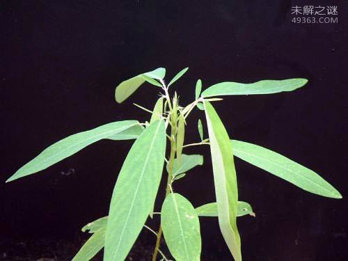 十种奇妙的植物:能灭火的樟柯树349 / 作者:UFO爱好者 / 帖子ID:80437