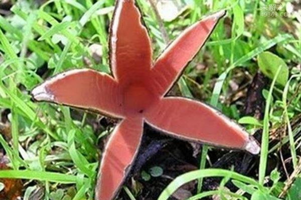 世界上最稀有的真菌,恶魔雪茄能吃么?378 / 作者:UFO爱好者 / 帖子ID:80336