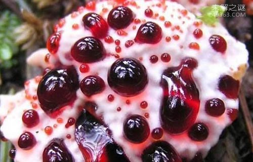 世界上最稀有的真菌,恶魔雪茄能吃么?548 / 作者:UFO爱好者 / 帖子ID:80336