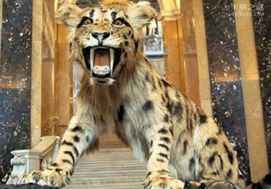 100万年前肆意的蹂躏人类祖先的动物，恐猫(已经灭绝)919 / 作者:UFO爱好者 / 帖子ID:80181