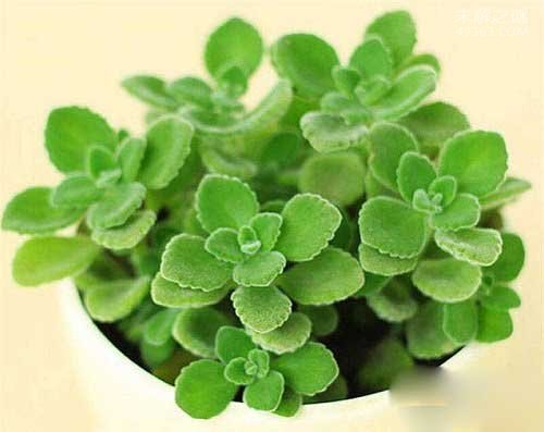 碰碰香是无毒植被,老人小孩或者是孕妇都是没有影响(可以养)857 / 作者:UFO爱好者 / 帖子ID:80179