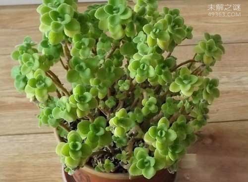 碰碰香是无毒植被,老人小孩或者是孕妇都是没有影响(可以养)315 / 作者:UFO爱好者 / 帖子ID:80179