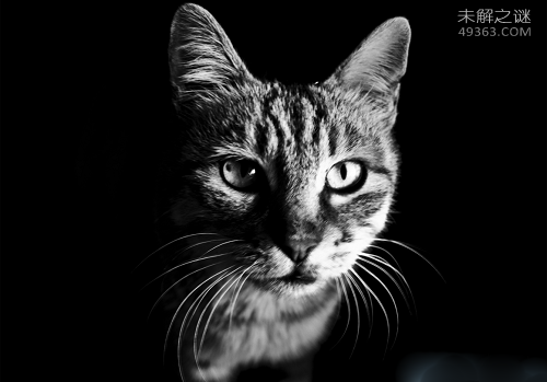 黄油猫悖论让反地心引力成立了,这实验好玩了？236 / 作者:UFO爱好者 / 帖子ID:70058