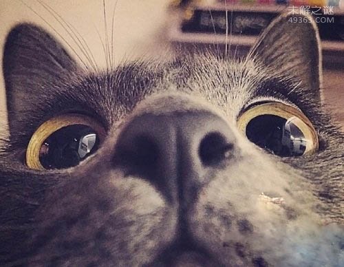 黄油猫悖论让反地心引力成立了,这实验好玩了？831 / 作者:UFO爱好者 / 帖子ID:70058