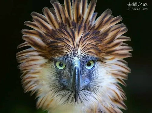 世界上最凶猛的猛禽，食猿雕啄食猴子时十分凶残542 / 作者:UFO爱好者 / 帖子ID:80008