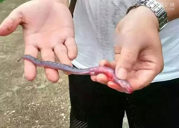 世界上最丑的鱼，狼牙虾虎鱼长相极其丑陋却非常美味479 / 作者:UFO爱好者 / 帖子ID:80007