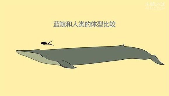 蓝鲸舌头重达3吨堪比成年大象的重量，天敌竟是人类88 / 作者:UFO爱好者 / 帖子ID:79851