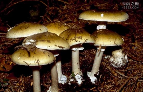 世界上最致命的蘑菇，死亡帽只需0.03克便可致死440 / 作者:UFO爱好者 / 帖子ID:79579