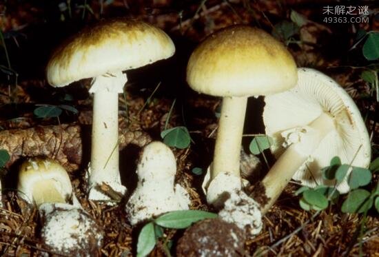 世界上最致命的蘑菇，死亡帽只需0.03克便可致死959 / 作者:UFO爱好者 / 帖子ID:79579